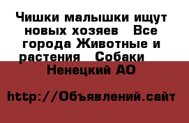   Чишки-малышки ищут новых хозяев - Все города Животные и растения » Собаки   . Ненецкий АО